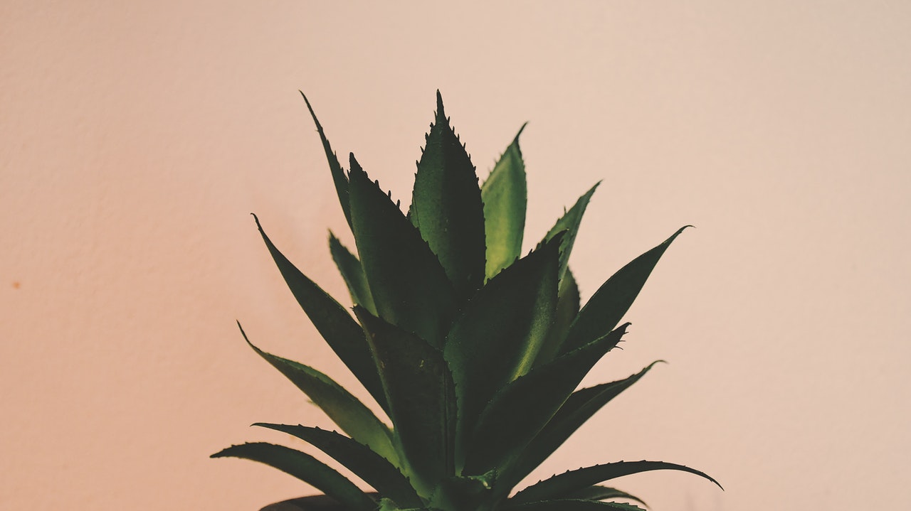 Eine Aloe Vera Pflanze