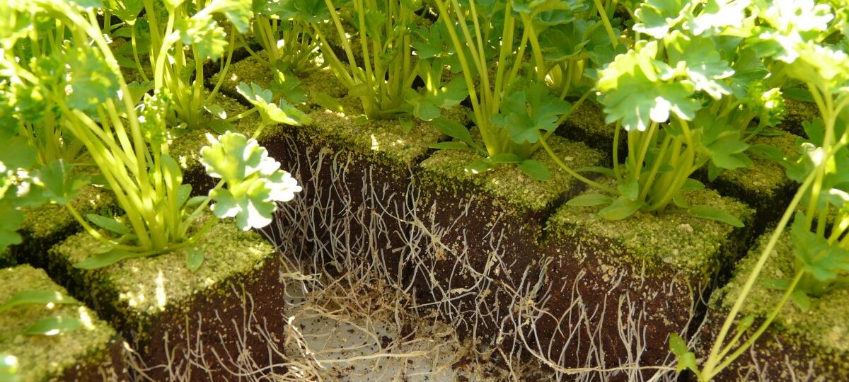 Pflanzen aus dem Growbox Komplettset