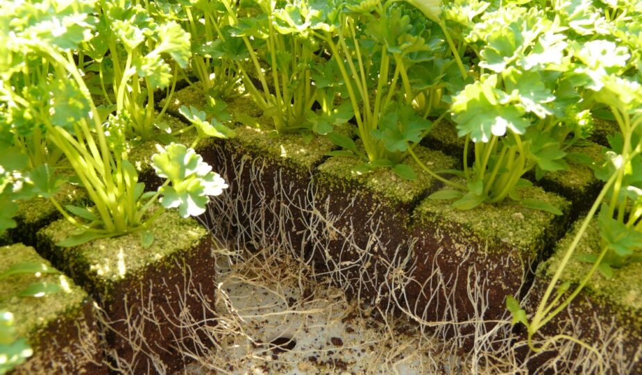 Pflanzen aus dem Growbox Komplettset