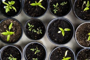 Setzlinge aus Growbox Komplettset